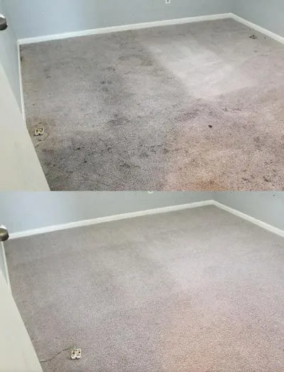 Pet stain and spot removal In the Woodlands and Conroe, TX